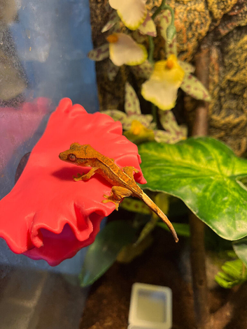 Free Baby crested geckos when cage is bought