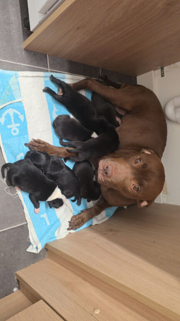 4 male puppies