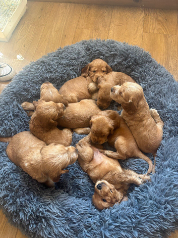 Beautiful litter of working cocker spaniels