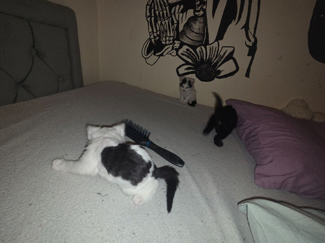 3 kittens for sale 2 boys 1 girl