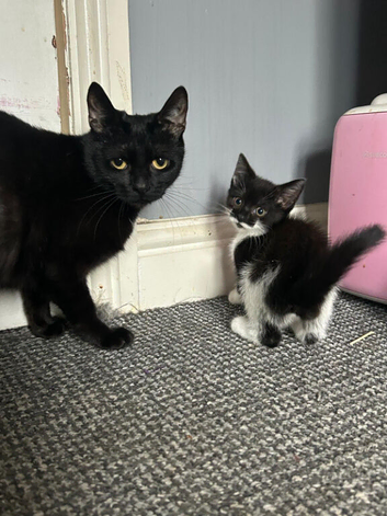 2 lovely kittens left