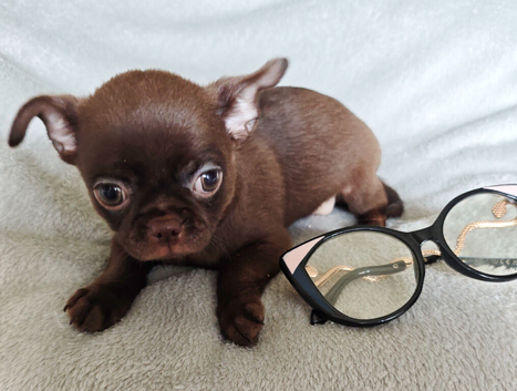 4, Tiny Stunningly Beautiful Chihuahua Boys