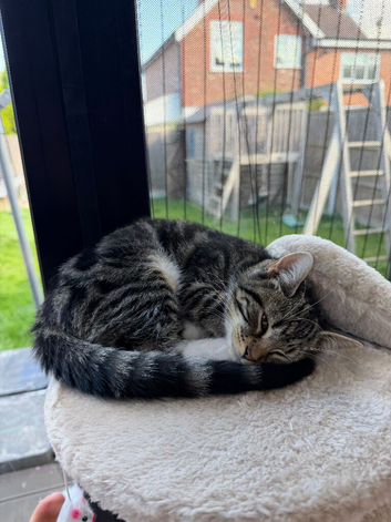 Cute kitten