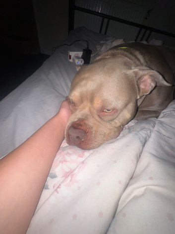 Beautiful 4 yrs old blue boy