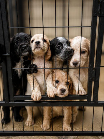 Beautiful Litter of Working Cocker Spaniels