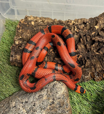 Honduran milksnake