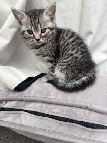 Bengal pattern kittens