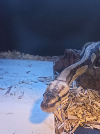 2 royal pythons