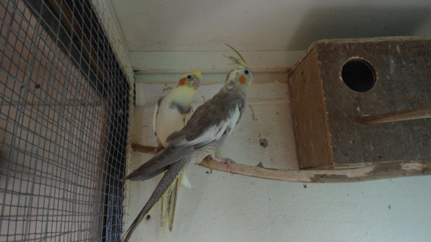 Pair 12 week old cockatiel ready to tame/ Black cheek zebra finch./  Isabela  finch/ pair of green budgies