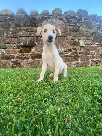 Collie whippet greyhound pups for sale