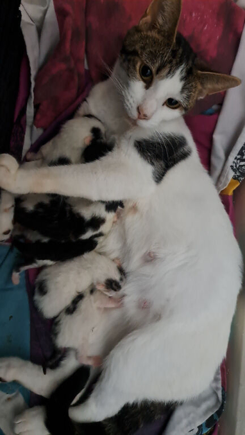 Kittens