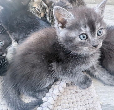 Beautiful mixed litter of kittens