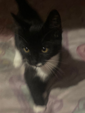 Kitten for sale