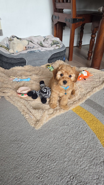 Looking for forever home for our beloved Biscuit