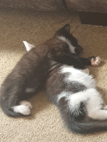 Beautiful kittens looking for there forever home