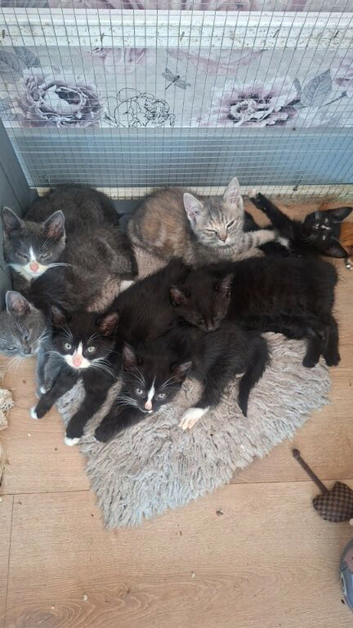 Kittens