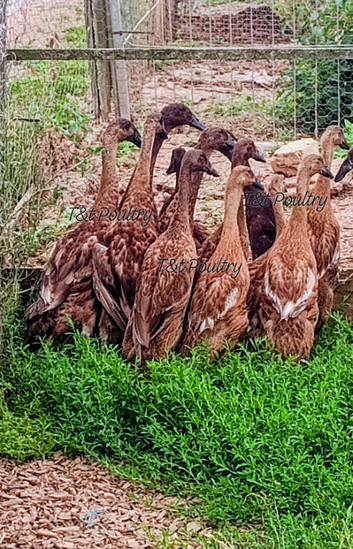 Pairs &Trios RARE Fawn Indian Runner Ducks