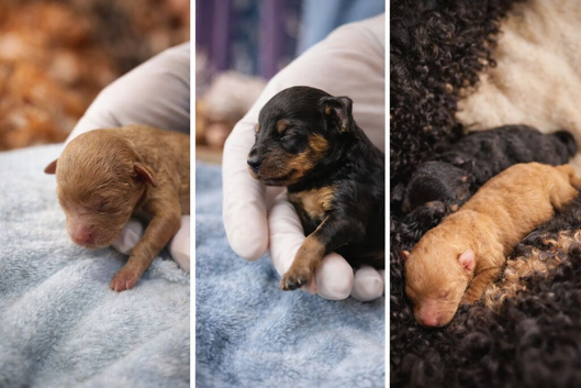 Kc registered toy poodles