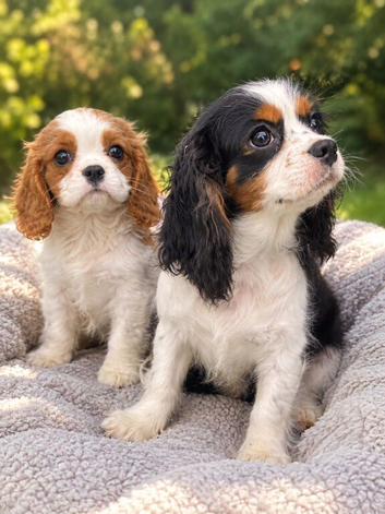 Cavalier King Charles spaniel