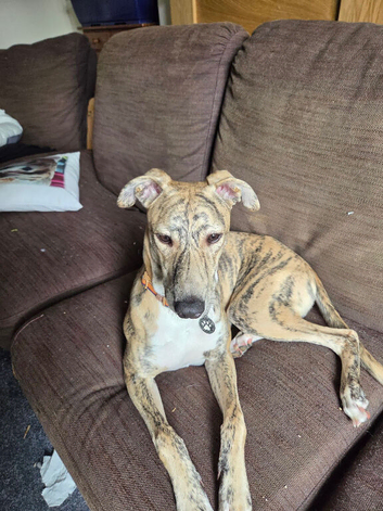 Greyhound lurcher/saluki