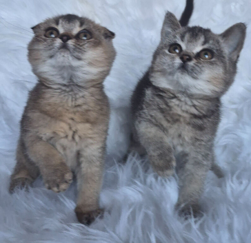 Beautiful fold and straights kittens