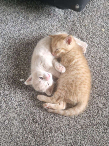 stunning kittens available