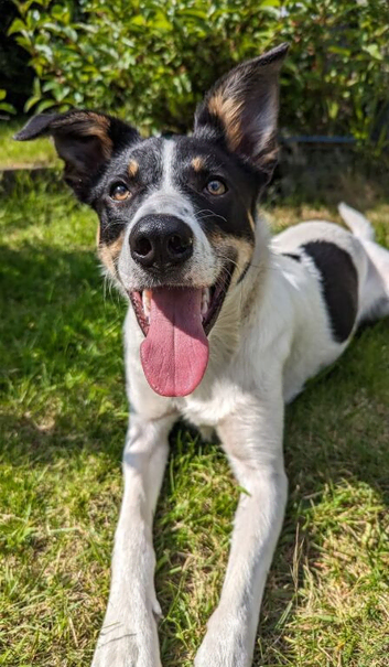 3 year old male Border Collie cross, Floki