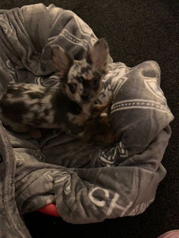 Chihuahua x frenchie