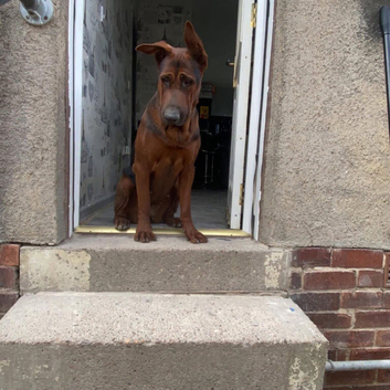 Chinese red dog puppies now here!