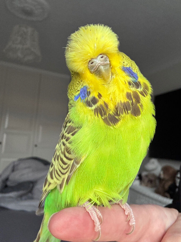 Super Tame Female Exhibition Budgie