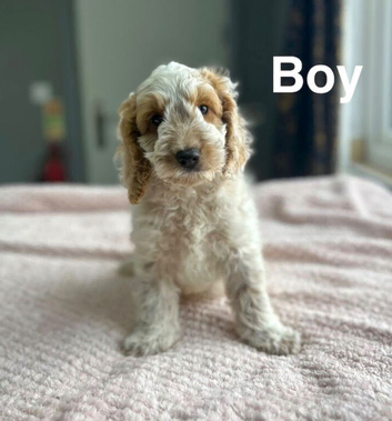 1 handsome chap last in his litter