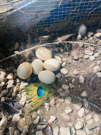 Peacock/ Peafowl/ fertile eggs