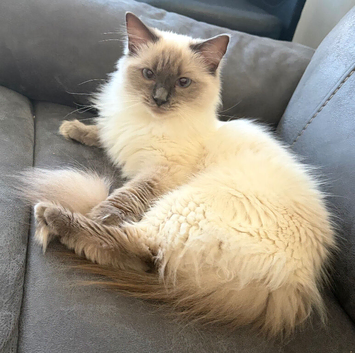 GCCF Ragdoll girl for rehome