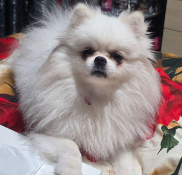 2 year old white teddy bear pomeranian dog for sale