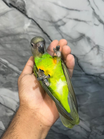 Friendly Baby HandReared Super Tame Cuddly Senegal Parrot,17