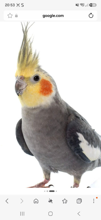 Breeding pair for sale