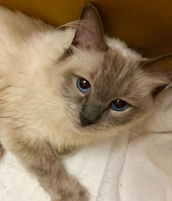 Beautiful Ragdoll Cat