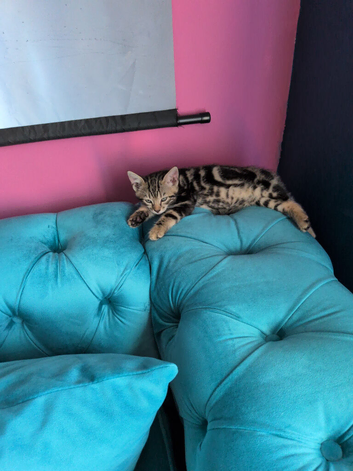 Bengal kitten 8weeks old