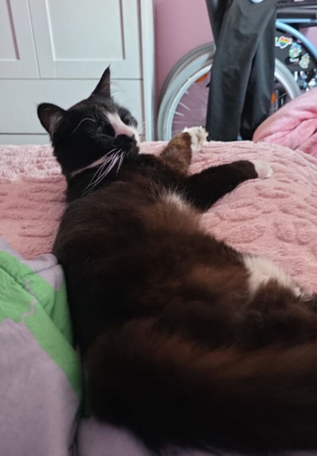 Myle male cat