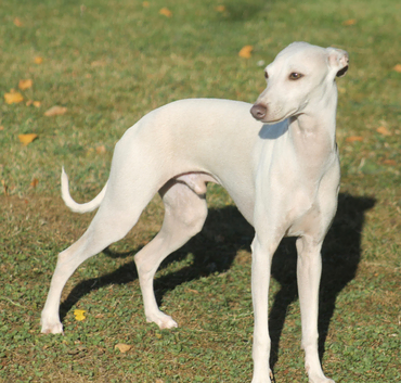 Cream KC Italian Greyhound for stud