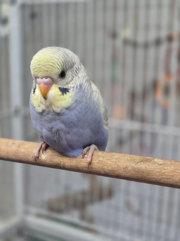 Violet/ pied baby budgies