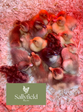 Indian runner ducklings due to hatch 10th June