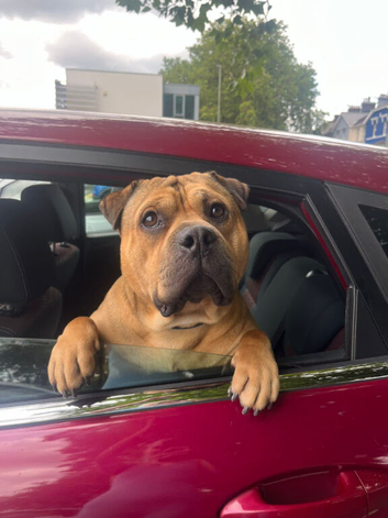 Bullpei frank