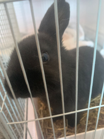 Baby rabbit