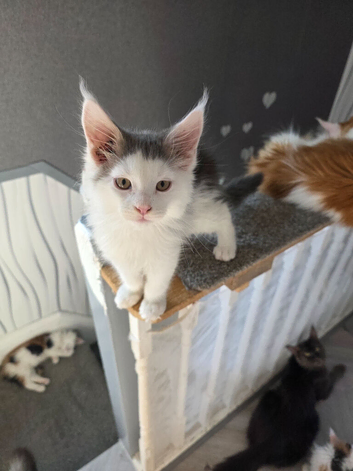 STUNNING TICA REGISTERED MAINE COON KITTENS