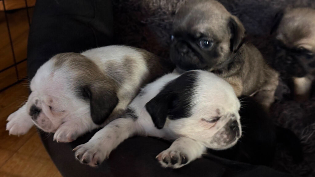 Beautiful Purebred Pug Puppies &ndash; Ready for Their Forever Homes Soon