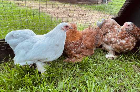 Pekin girls different colours