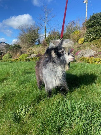 Registered Entire Male Pygmy Goat for Sale