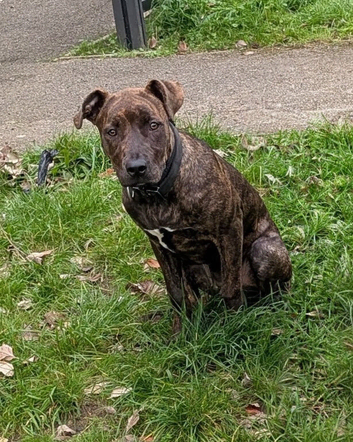 Staffy X Cane Corso