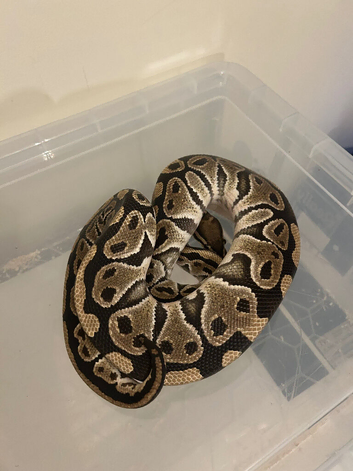 2 snakes